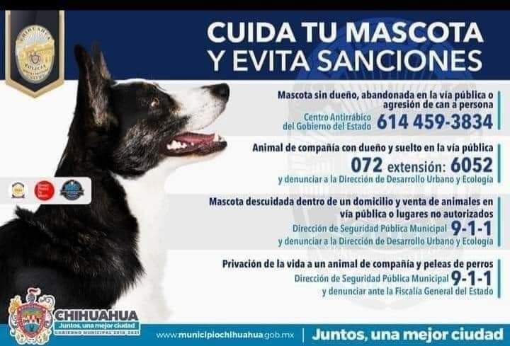 Pide el municipio de Chihuahua  denunciar el maltrato animal