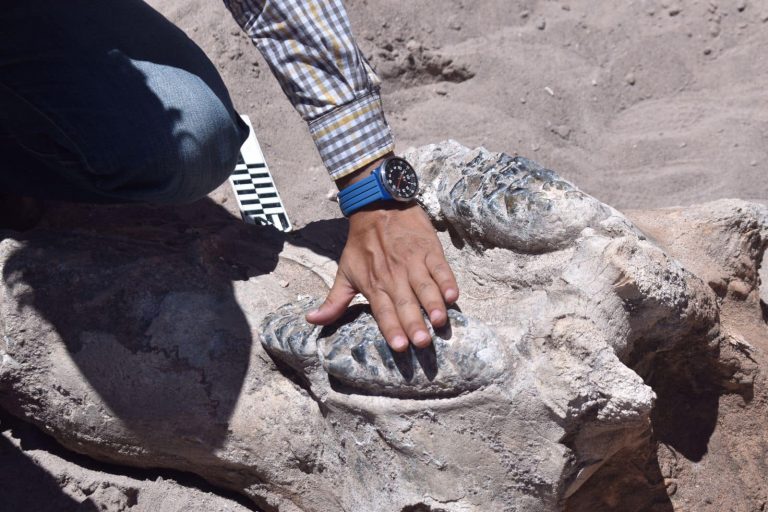 Fósil encontrado en la comunidad de Estación Consuelo es de Mastodonte