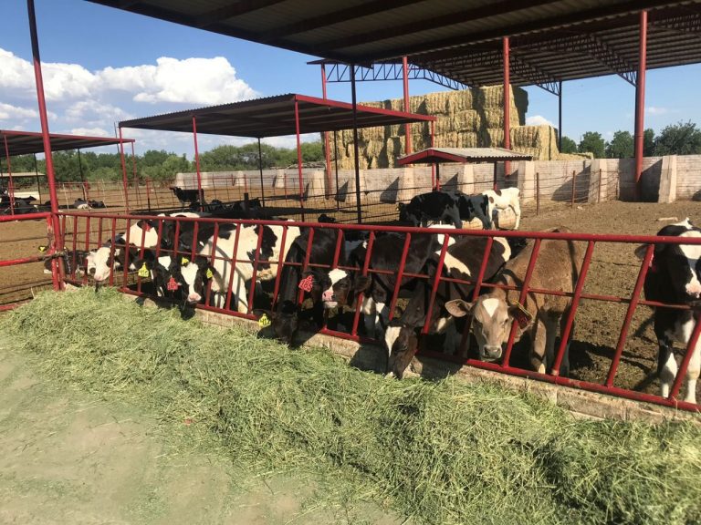 Chihuahua el 2do estado con la mayor inversión federal para producción de leche