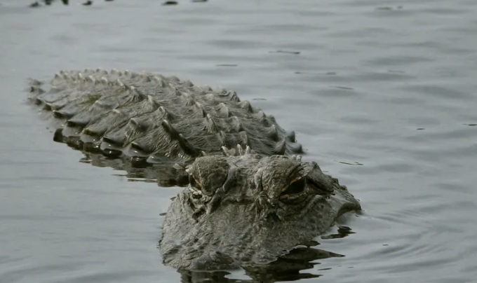 Captan enorme cocodrilo en el Río Bravo, todo apunta que se usaría para ahuyentar migrantes