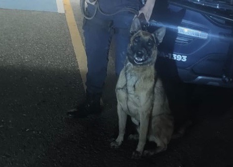 Interviene elemento K9 para evitar suicidio de un hombre que amenazaba con incendiar su hogar