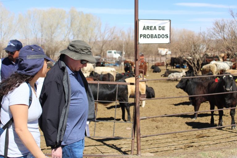 Refrenda Chihuahua estatus sanitario para exportación de ganado a EEUU: Maru Campos