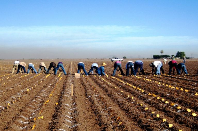 Apoyos a productores del campo se consolidarán como derechos en la Constitución a partir de reforma