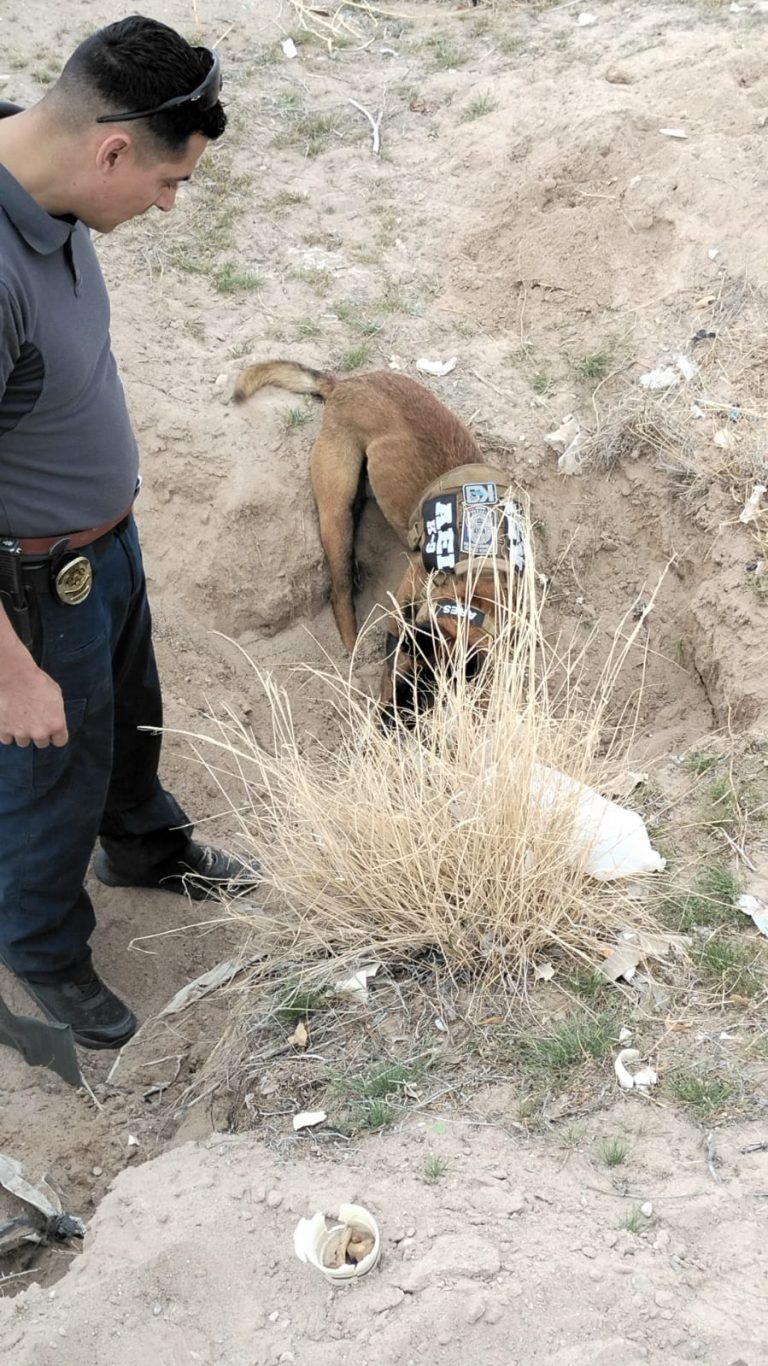 Tras rastreo, localizan cuerpos y osamentas inhumados en El Sauzal