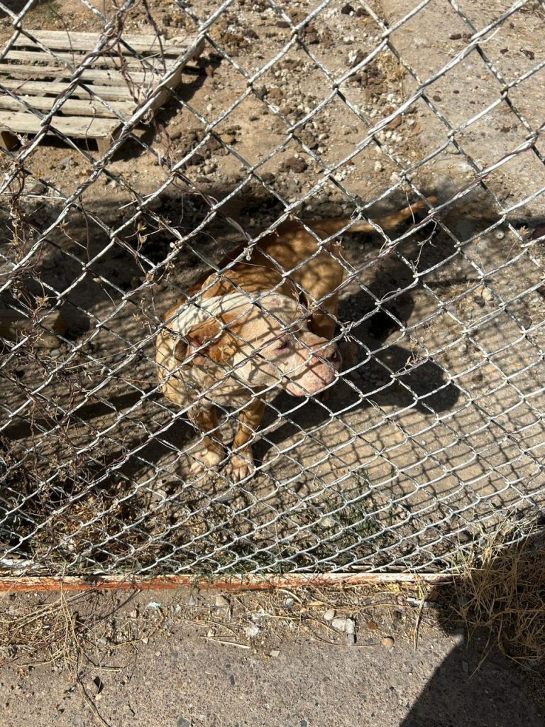 Rescatan en Parral a perro en condiciones de maltrato