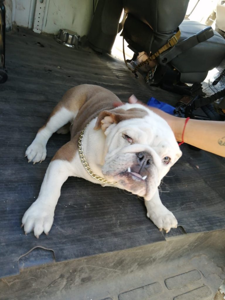 Bulldog Inglés regresa a sus dueños tras ser recuperado por la policía