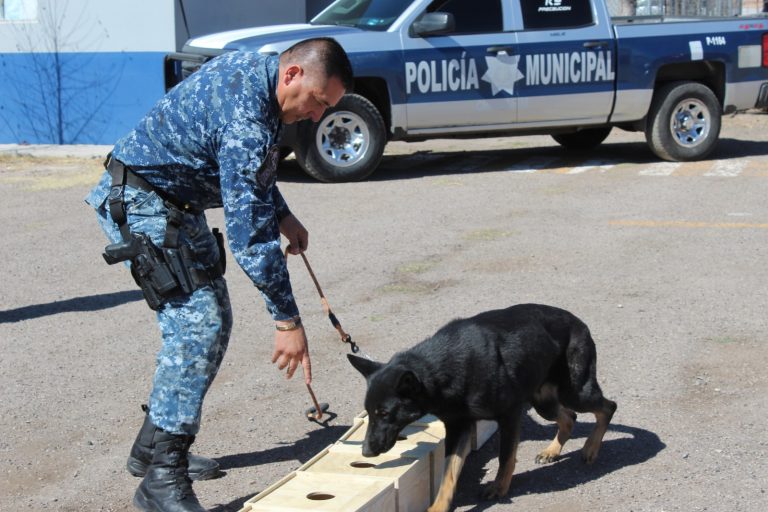 Son perros policía grandes aliados para la seguridad de los chihuahuenses