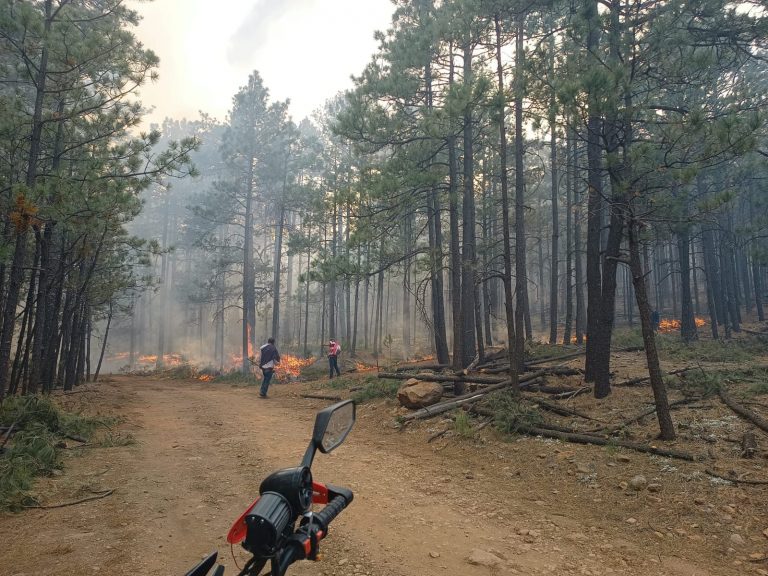 Atienden brigadistas incendio forestal en Temósachic