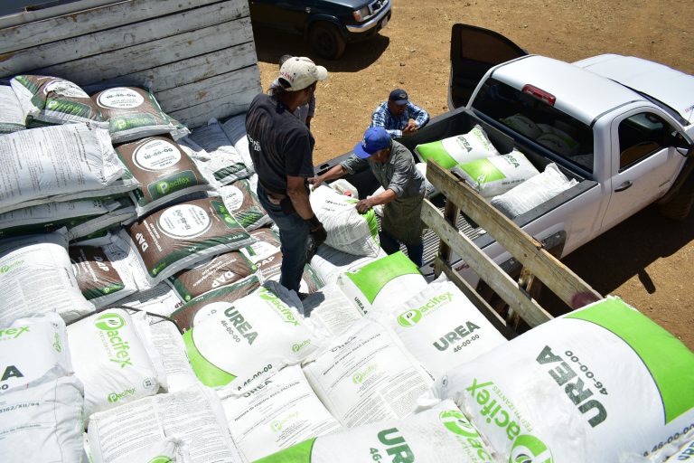 Distribuyen 20 toneladas de fertilizante a productores bajo subsidio del 50%