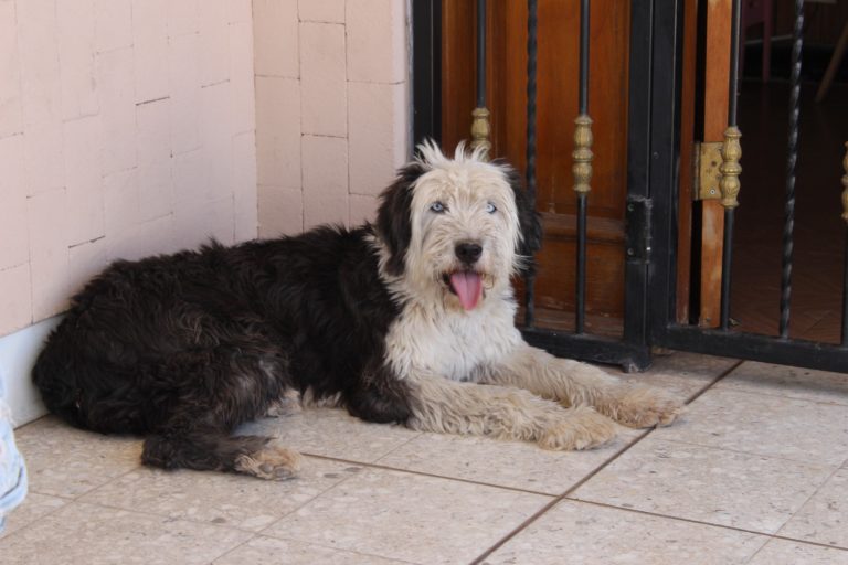 Rescatan a pareja de perros en condición de abandono