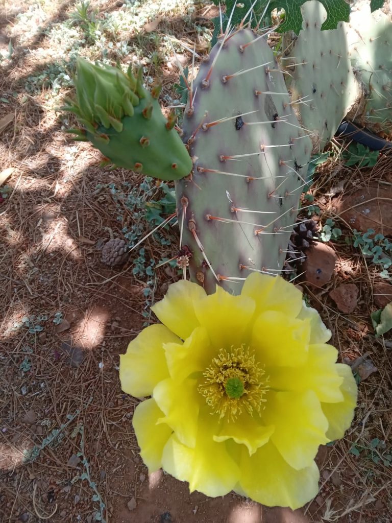 Emite Protección Civil aviso preventivo por altas temperaturas en el estado