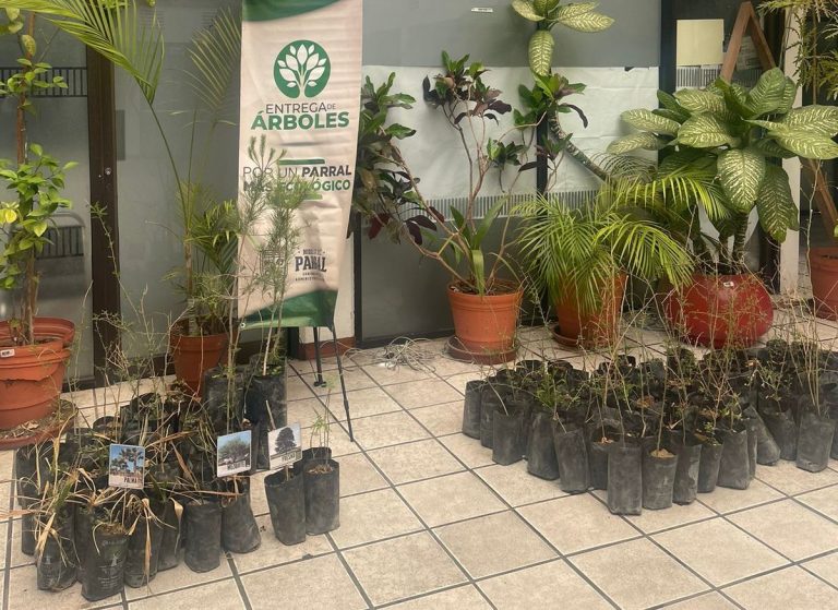 El Gobierno de Parral recibe donación de 200 árboles de Grupo México-