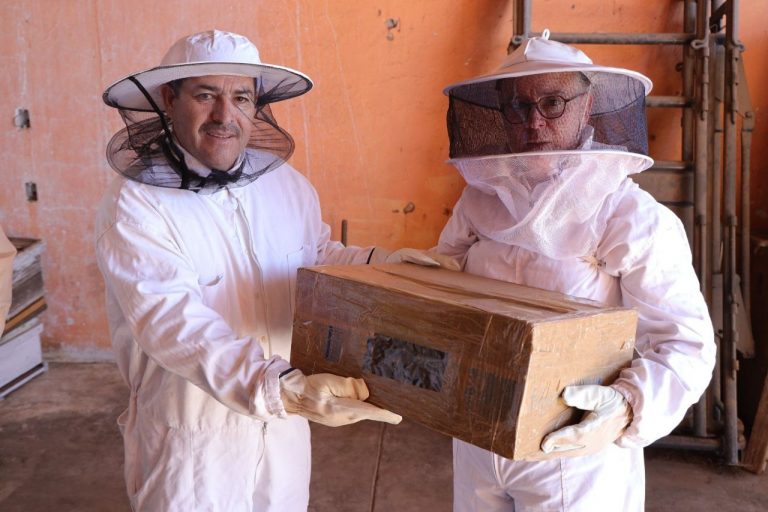 Reubica Municipio más de 5 mil abejas en colmenar de la Facultad de Zootecnia