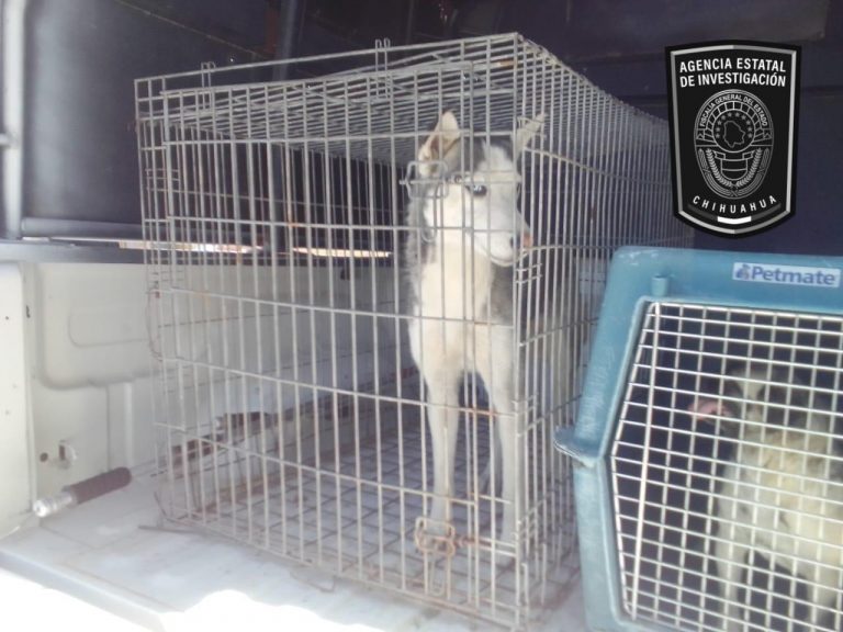 Asegura FGE 10 caninos en acciones contra maltrato animal en Juárez