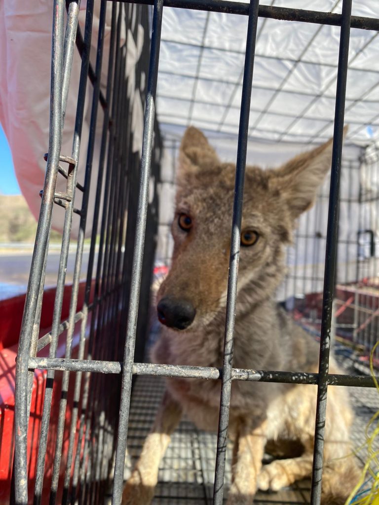 Por temporada de calor, piden bomberos tener precauciones al encontrar animales silvestres