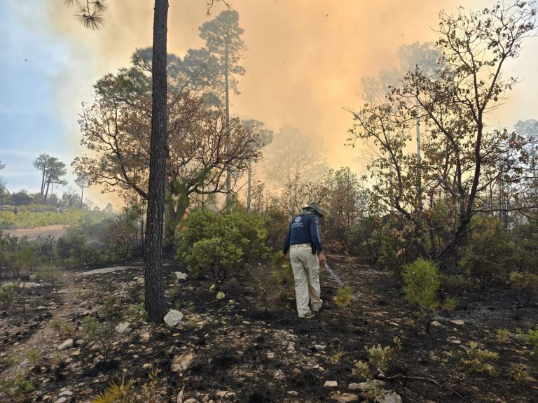 Continúa combate de incendios forestales en Bocoyna