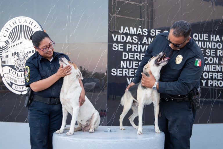 Pareja de caninos deja la calle y se refugian en Comandancia