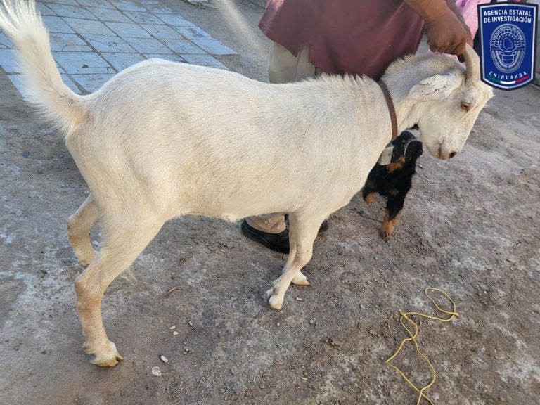 Aseguran en Juárez 10 animales en condición de maltrato en cateos a viviendas