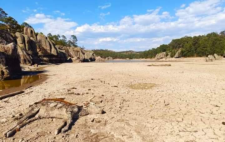 Conmueve imagen de lago de Arareko en agonía