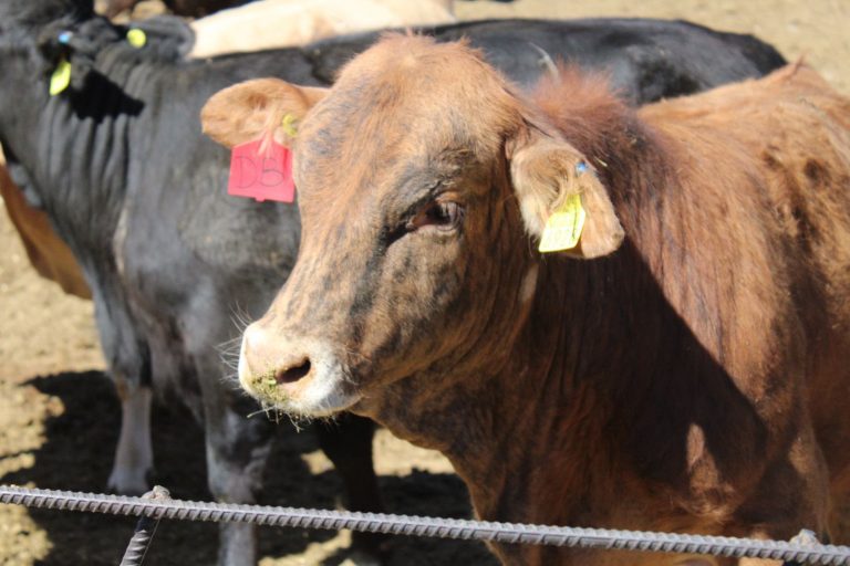 Respalda Estado a productores ganaderos con adquisición de Seguro Pecuario Multirriesgo