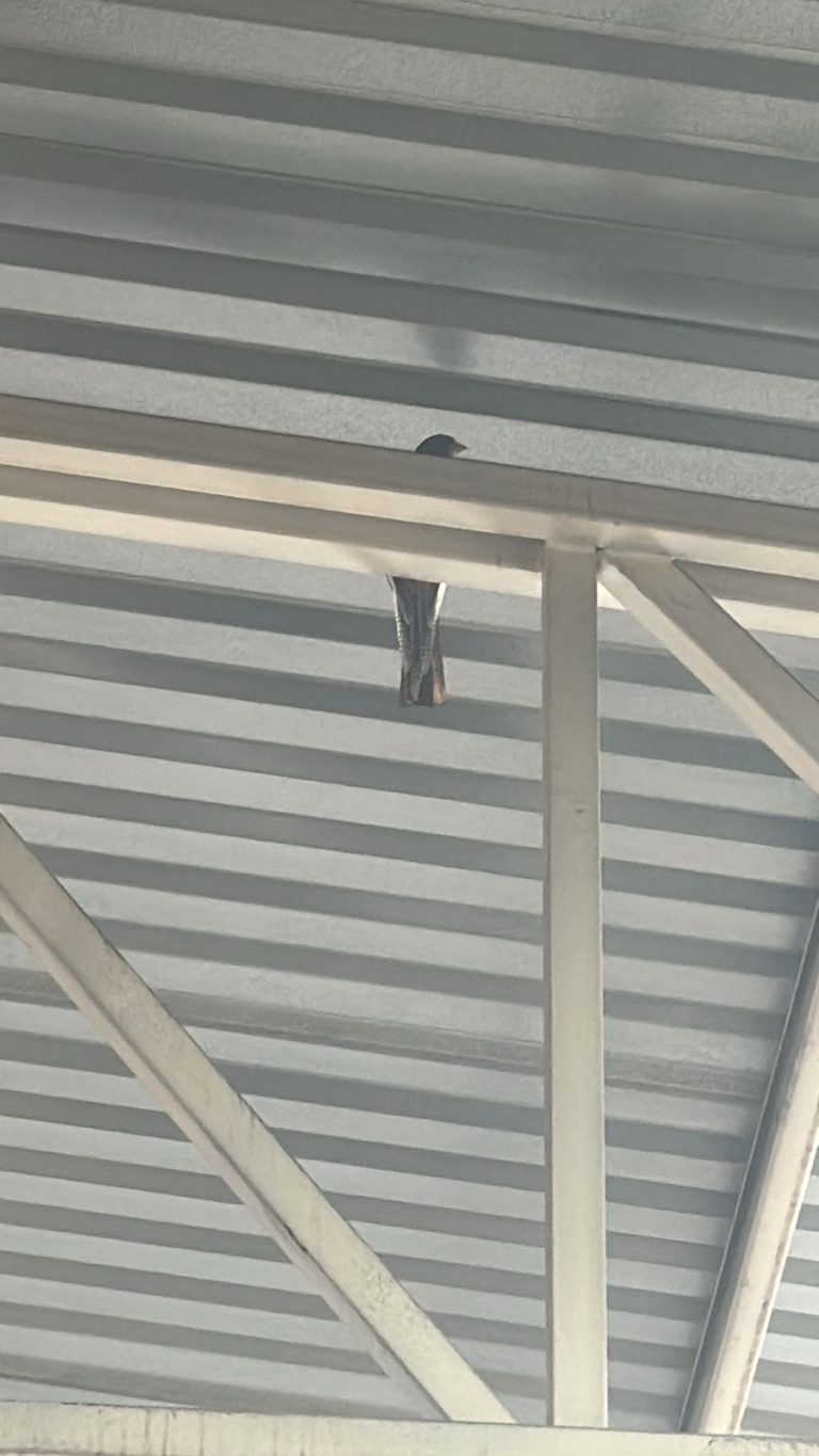 Sorprende&nbsp; extraña ave en bodega de Guachochi