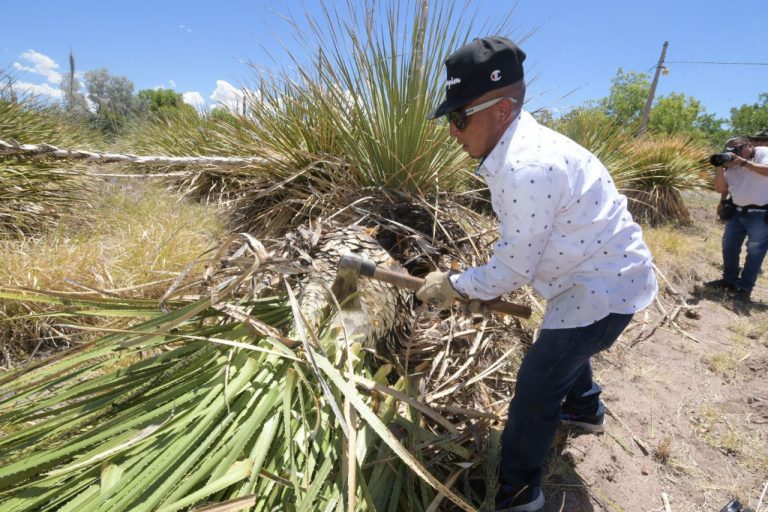 Se interesa la agencia de noticias EFE en las investigaciones del sotol que realiza la UACH.