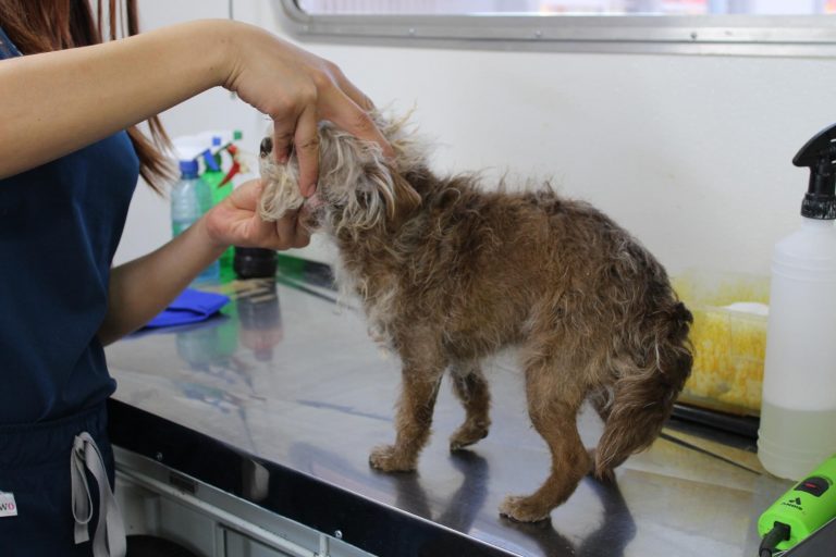 Ofrece IMPAS servicio de esterilización de mascotas en sus instalaciones