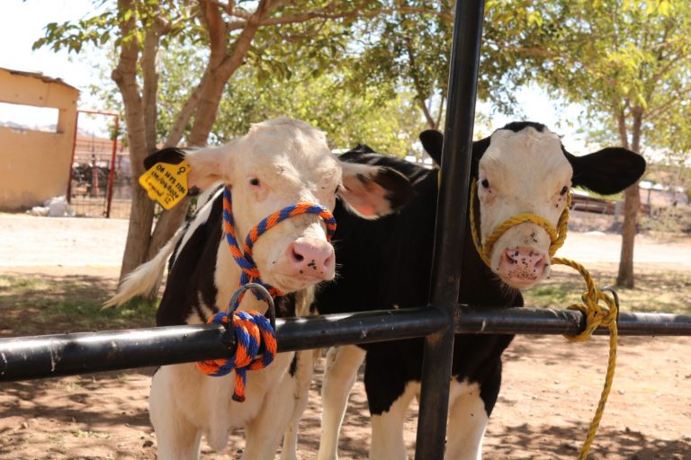 Apoya UACH mejora genética de ganado