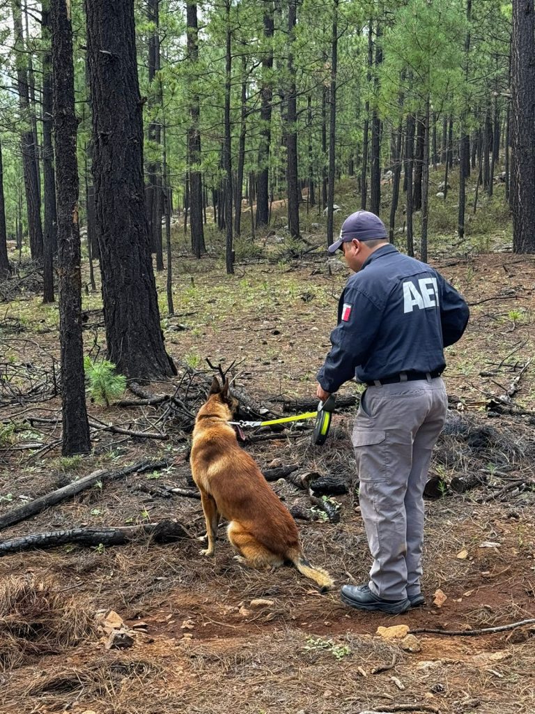 Hallan restos de hombre en Madera