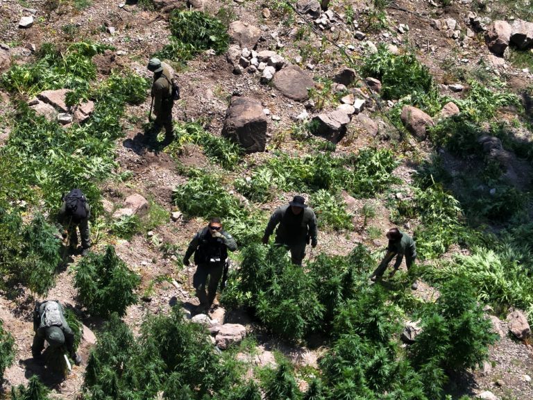 Destruyen plantíos de marihuana en Namiquipa
