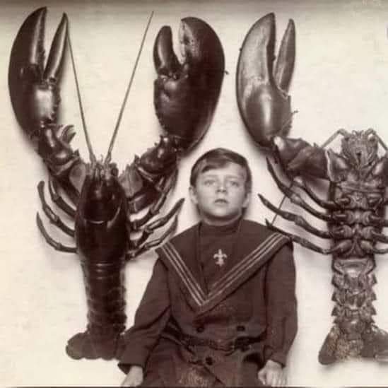 De no creerse…las langostas fueron comida de pobres