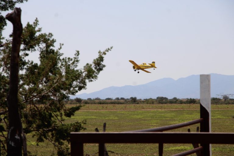 Combaten plaga de chapulín