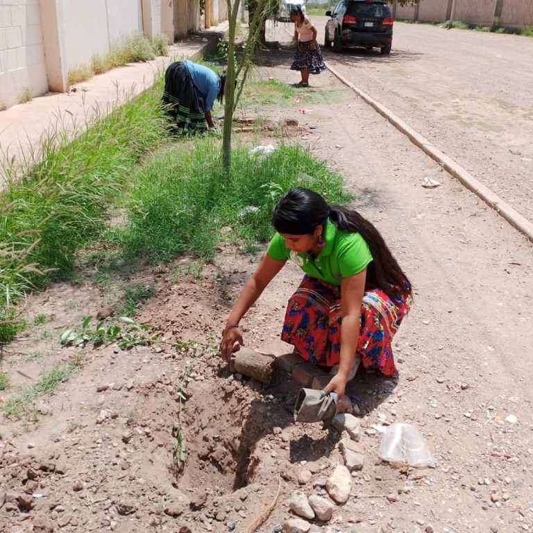 Lleva regidora rarámuri reforestación de asentamiento Tarahumara