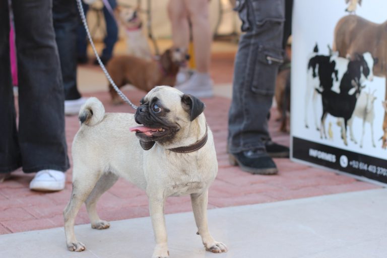 Participan más de 500 familias en primera edición del Chihuahua Pet Fest organizado por Municipio