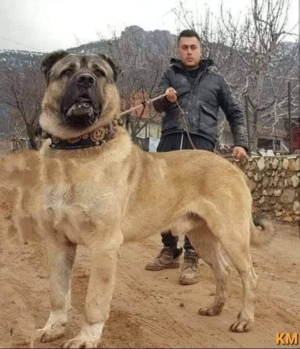 Un gigante llamado Mastin o Mastiff Inglés