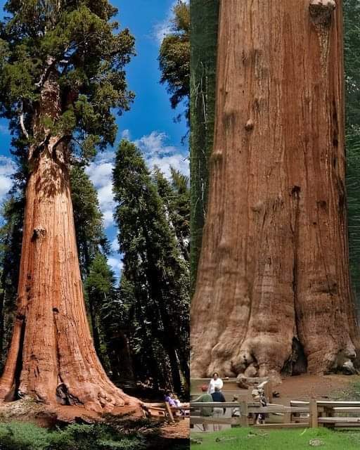 Les presentamos el ser vivo más grande del planeta