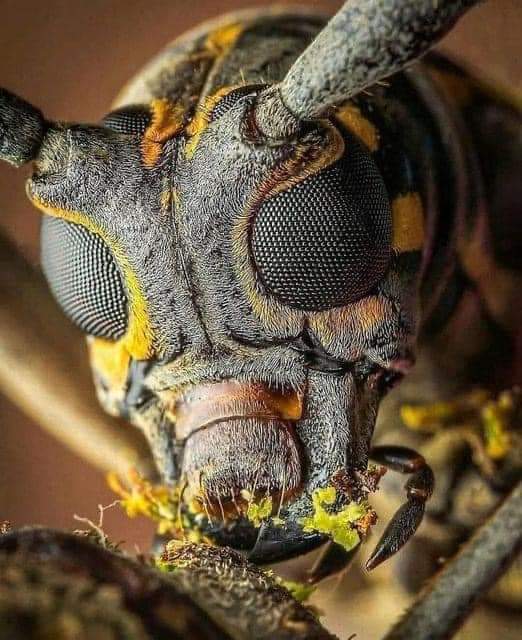 Muestra la macro fotografía imágenes de criaturas sorprendentes