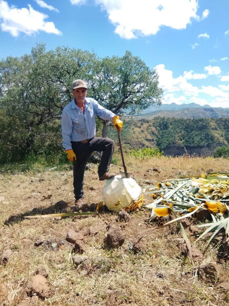 Advierten crisis del sotol chihuahuense por crecimiento de marcas estadounidenses