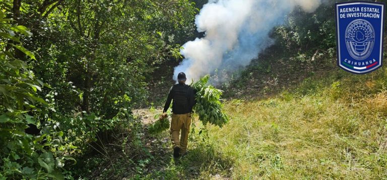 Destruye Célula BOI plantío de marihuana en Guadalupe y Calvo