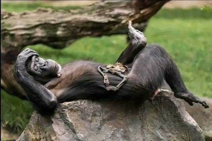 El largo duelo de una madre chimpancé