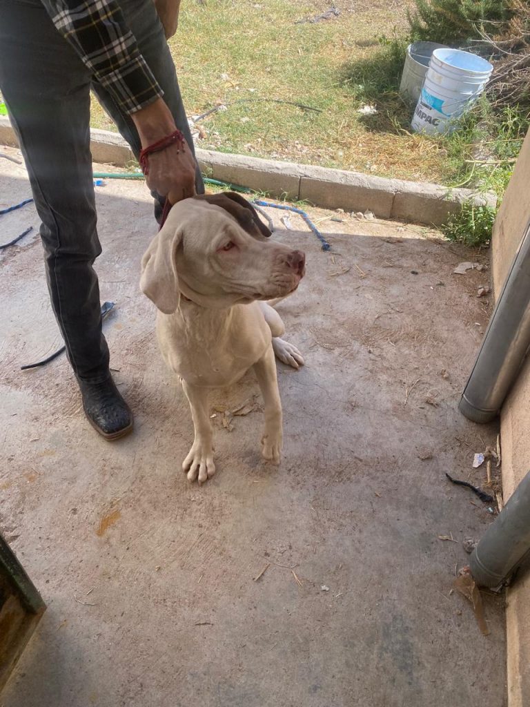 Investiga Fiscalía posible maltrato animal en domicilio de la colonia Arboledas