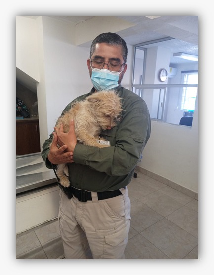 Cuida a tus mascotas de las bajas temperaturas y ponlas a salvo