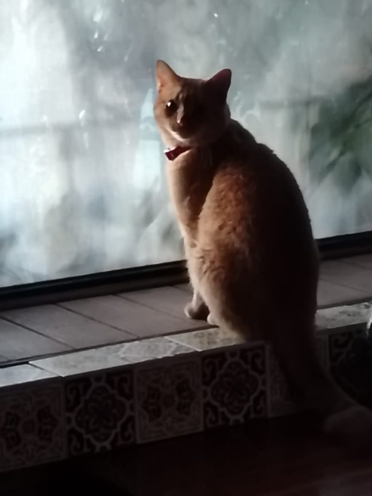 A los escritores les encantan los gatos