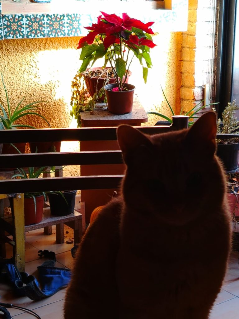 ¿Quién no ha recibido el año nuevo con «El Brindis del bohemio»?