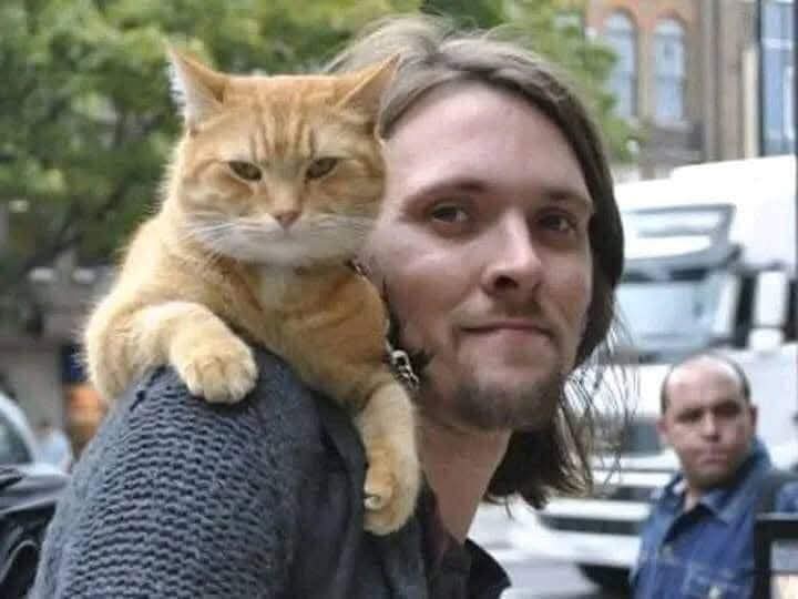 Un gato heróico llamado Bob