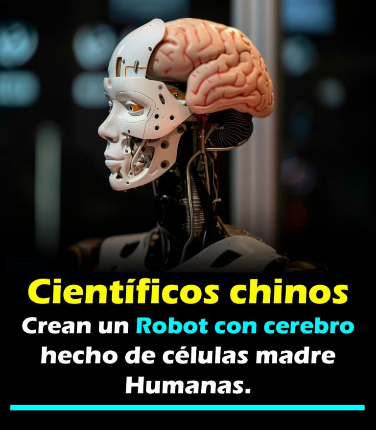 Crean robot con cerebro hecho con células madre