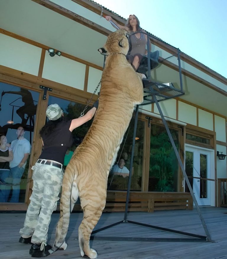 Un gato tan grande como el miedo