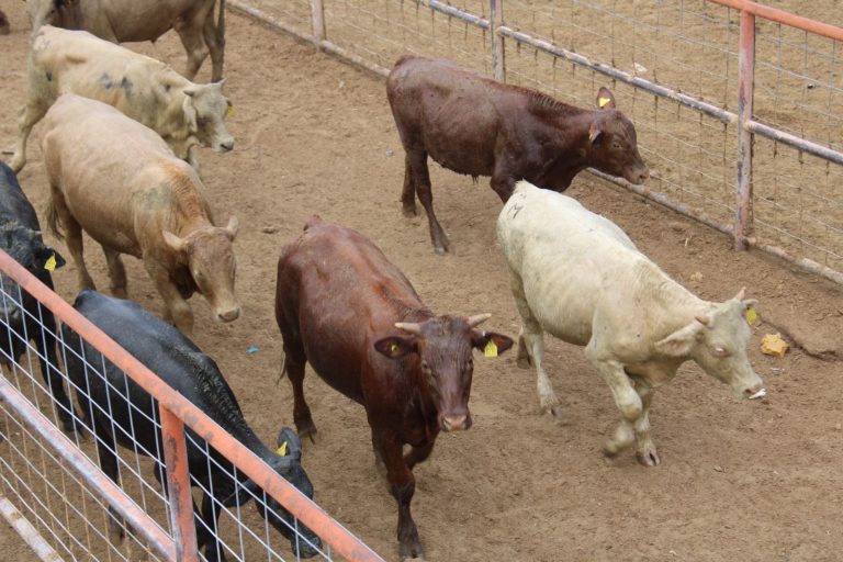Se reactiva la exportación de ganado en pie por el Puerto de San Gerónimo-Santa Teresa
