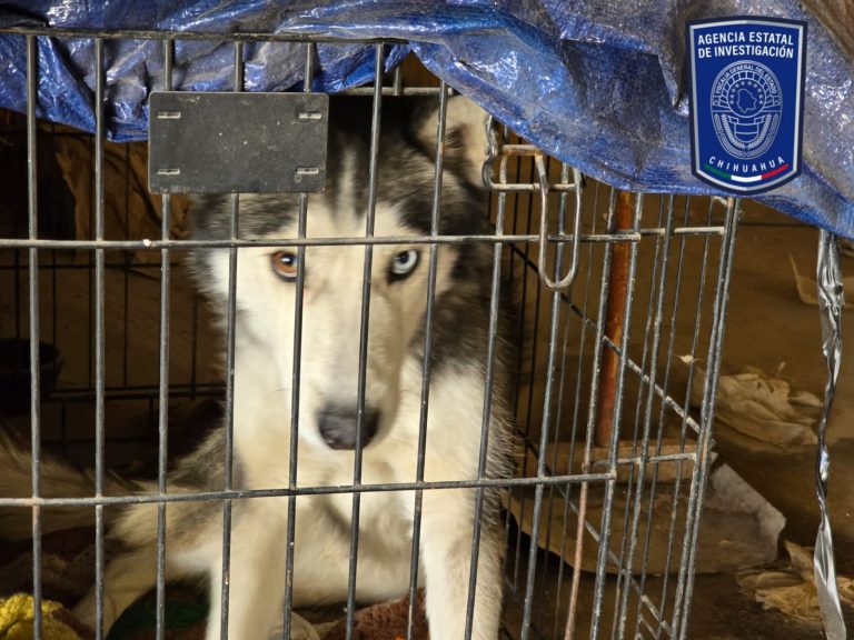 Asegura FGE 13 animales víctimas de maltrato durante enero