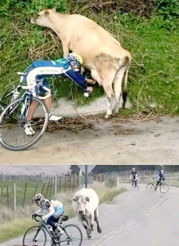 La graciosa huida de un ciclista que robó leche de una vaca